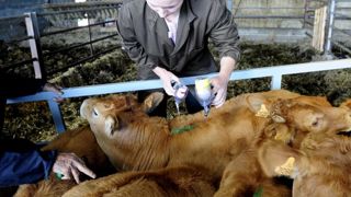 « Il devient urgent de vacciner les troupeaux » « Il devient urgent de vacciner les troupeaux »