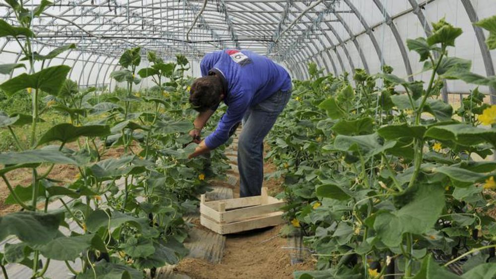 Un virus menace les courgettes, melons et concombres