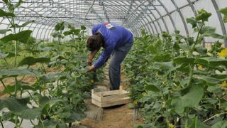Un virus menace les courgettes, melons et concombres Un virus menace les courgettes, melons et concombres