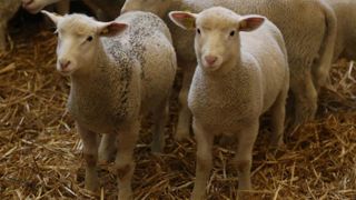 La consommation de viande ovine recule de près de 6 % La consommation de viande ovine recule de près de 6 %