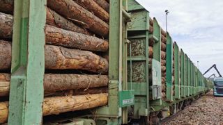 Appel à l’aide face à la « tempête sanitaire » des scolytes Appel à l’aide face à la « tempête sanitaire » des scolytes