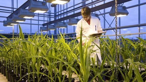 Les semenciers réclament de nouvelles techniques génétiques Les semenciers réclament de nouvelles techniques génétiques