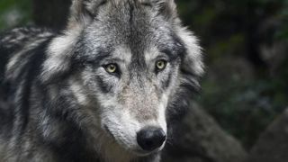 Trois loups en cavale après s’être échappés d’un refuge Trois loups en cavale après s’être échappés d’un refuge
