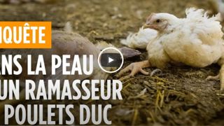L214 s’attaque au ramassage des poulets L214 s’attaque au ramassage des poulets