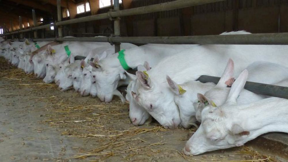 Les éleveurs de chèvres veulent revaloriser le prix du lait Les éleveurs de chèvres veulent revaloriser le prix du lait