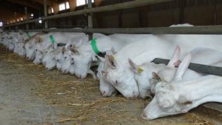Les éleveurs de chèvres veulent revaloriser le prix du lait Les éleveurs de chèvres veulent revaloriser le prix du lait