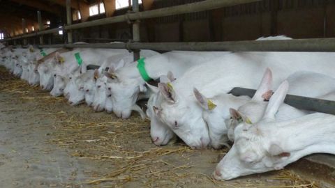 Les éleveurs de chèvres veulent revaloriser le prix du lait Les éleveurs de chèvres veulent revaloriser le prix du lait