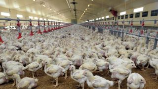 190 000 volailles abattues aux Pays-Bas 190 000 volailles abattues aux Pays-Bas