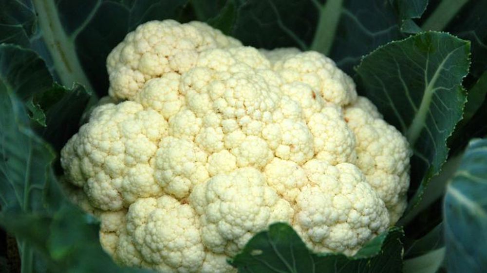 Les prix du chou-fleur toujours soutenus en octobre