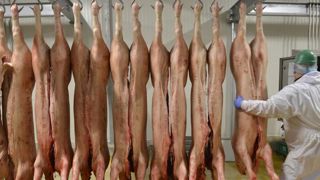 Les éleveurs de porcs veulent un prix juste Les éleveurs de porcs veulent un prix juste