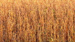 Les surfaces cultivées en OGM ont légèrement reculé Les surfaces cultivées en OGM ont légèrement reculé