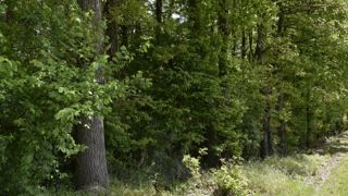 Un appel pour renouveler la forêt française Un appel pour renouveler la forêt française
