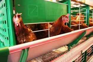 poules pondeuses