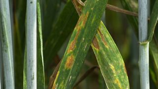 Vers des biopesticides « innovants et prometteurs » Vers des biopesticides « innovants et prometteurs »