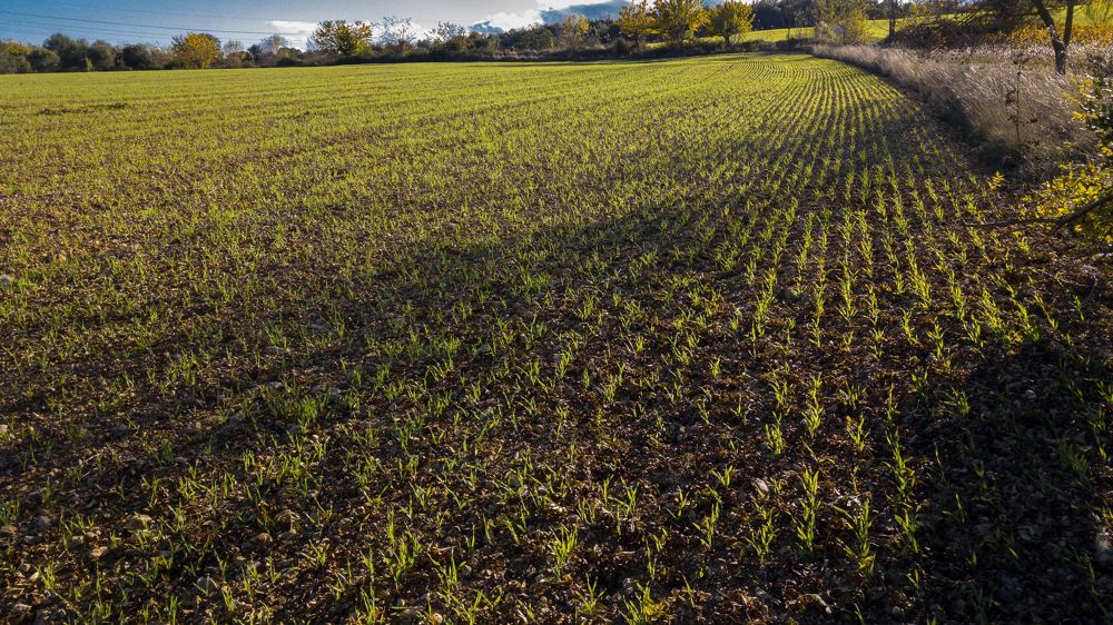 Le blé tendre français reste compétitif vers les pays tiers