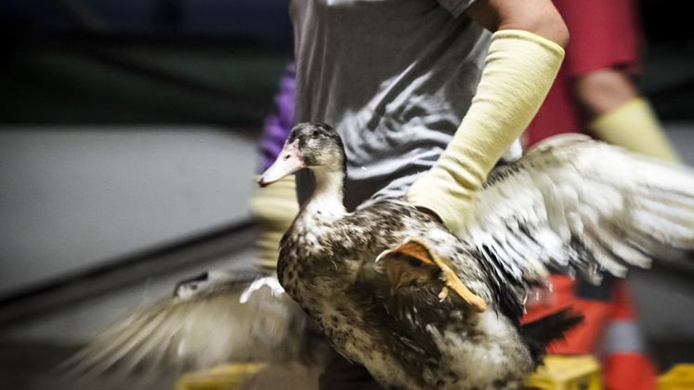 La grippe aviaire frappe deux nouveaux départements