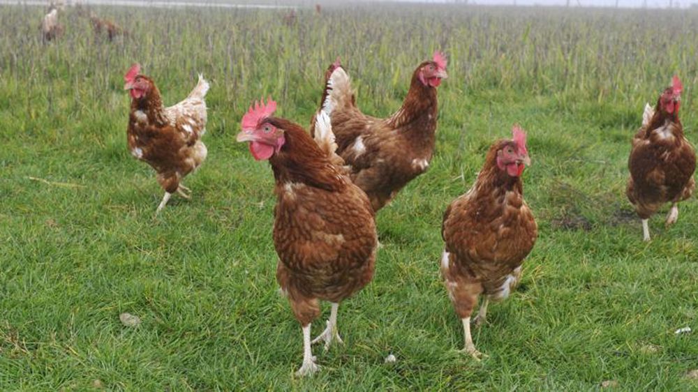 Un référent bien-être dans les élevages en 2022