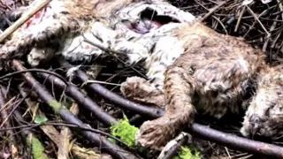 Un troisième lynx boréal tué par une arme à feu Un troisième lynx boréal tué par une arme à feu