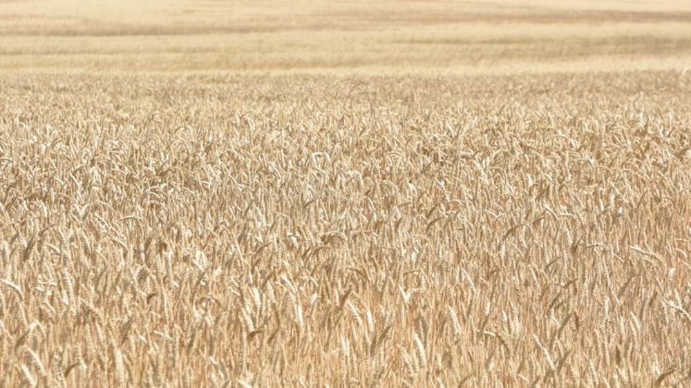 Les perspectives d’exports du blé tendre français s’élargissent