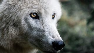 110 loups à abattre en 2021 110 loups à abattre en 2021