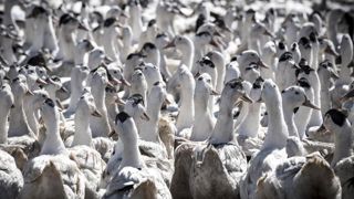 En Nouvelle-Aquitaine, l’expansion de la grippe aviaire semble « contrôlée » En Nouvelle-Aquitaine, l’expansion de la grippe aviaire semble « contrôlée »