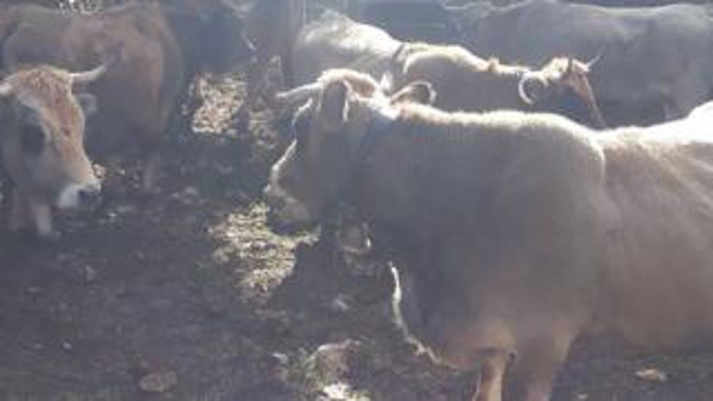 On rend visite aux éleveurs