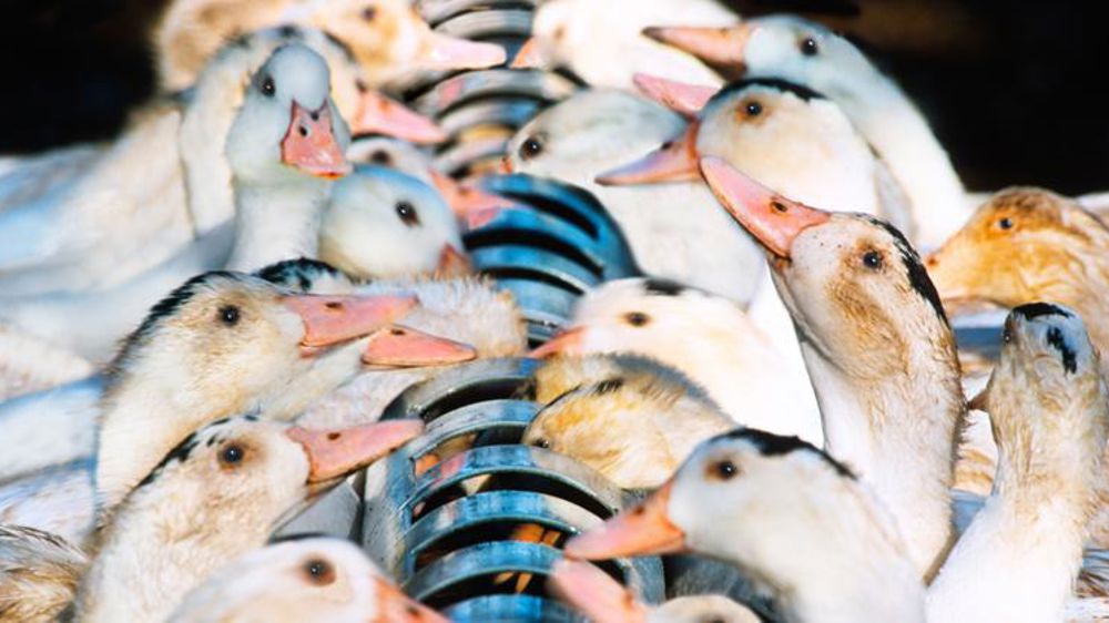 Quel sera le monde d’après pour la filière du foie gras ?