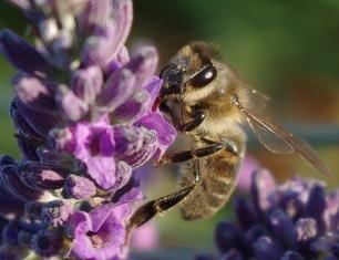 abeille