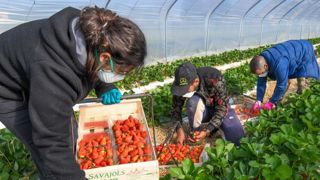 La FNSEA veut anticiper un potentiel manque de main-d’œuvre La FNSEA veut anticiper un potentiel manque de main-d’œuvre