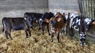 Le repli des mises en place de veaux pourrait se poursuivre en 2021 Le repli des mises en place de veaux pourrait se poursuivre en 2021