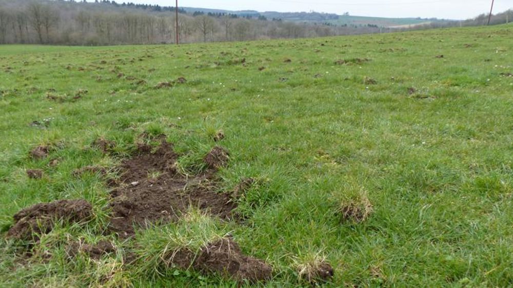 L’indemnisation de remises en état de prairies et de ressemis est fixée