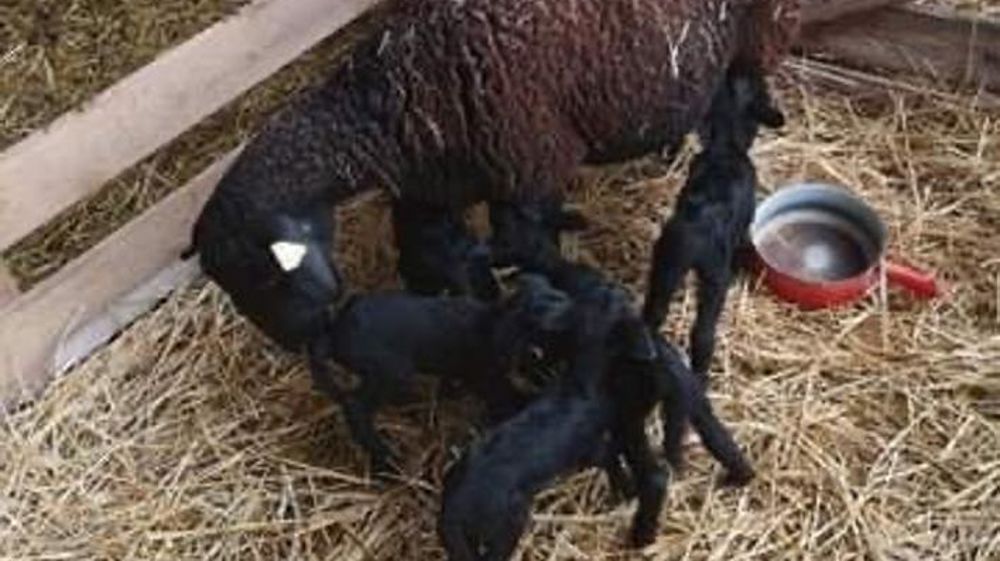 Cinq agneaux à la naissance