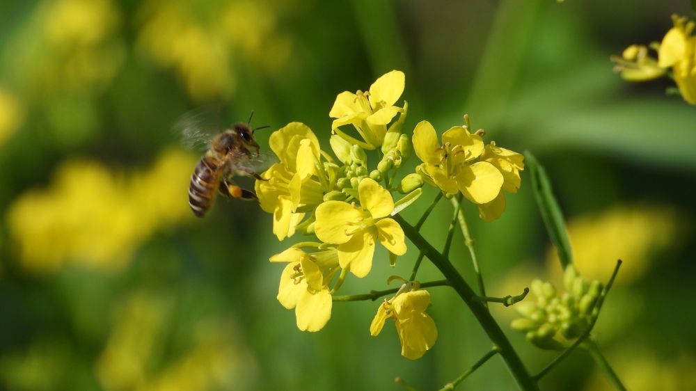 L’arrêté « néonicotinoïdes » reconnaît le rôle du colza