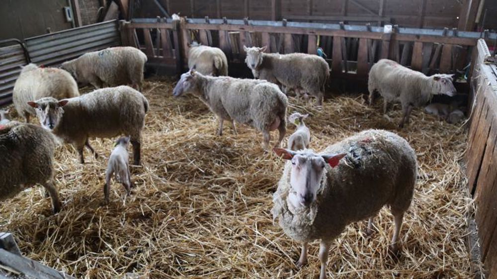 Le prix de l’agneau pourrait relancer la production en 2021