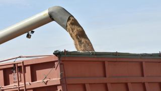 Le blé et l’orge cèdent à la baisse Le blé et l’orge cèdent à la baisse