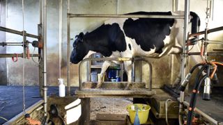 La collecte progresse et le prix du lait recule en 2020 La collecte progresse et le prix du lait recule en 2020