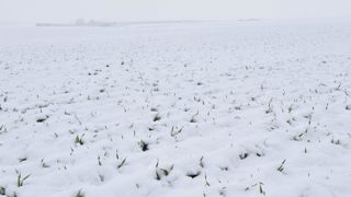 Le froid a fait des dégâts mineurs sur les cultures d’hiver Le froid a fait des dégâts mineurs sur les cultures d’hiver