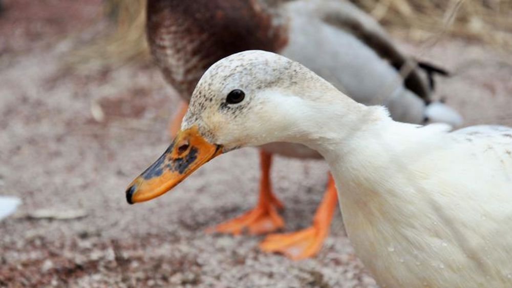 Face à la grippe aviaire, « la situation est sous contrôle »