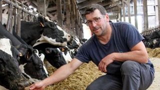 Distribuer des pommes de terre aux vaches laitières Distribuer des pommes de terre aux vaches laitières