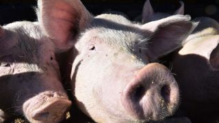 La future législation sur le bien-être des porcs se prépare La future législation sur le bien-être des porcs se prépare