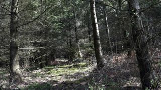 Les forêts, un investissement en vogue au défi des incendies Les forêts, un investissement en vogue au défi des incendies