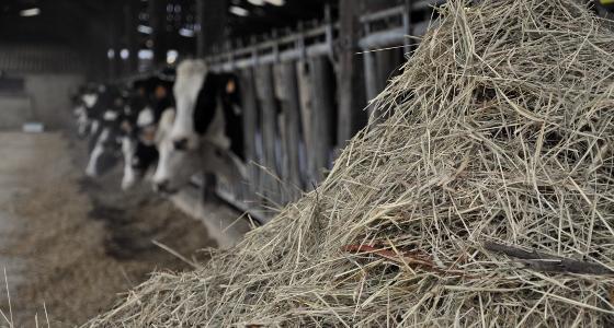 foin vaches laitière maïs