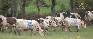 QR codes vaches