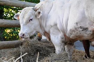 JA viande bovine