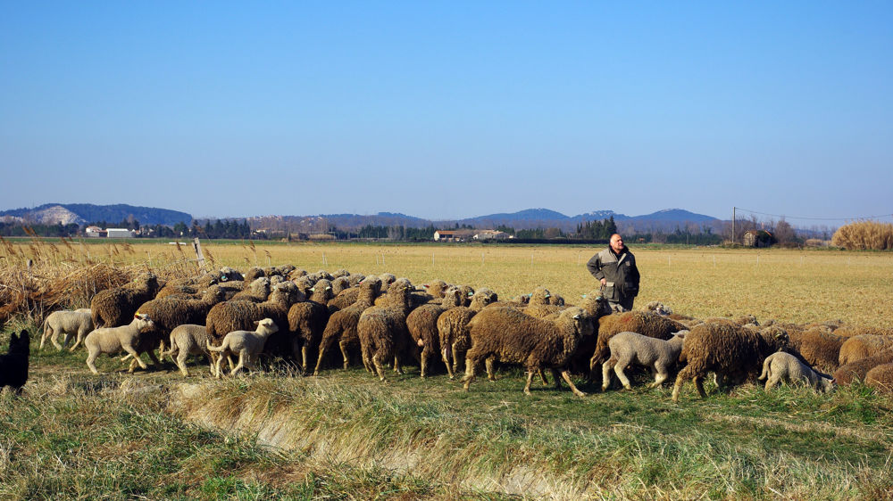 Les éleveurs ovins sauvent les ventes, mais pas les prix