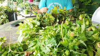 Du houblon made in Provence Du houblon made in Provence