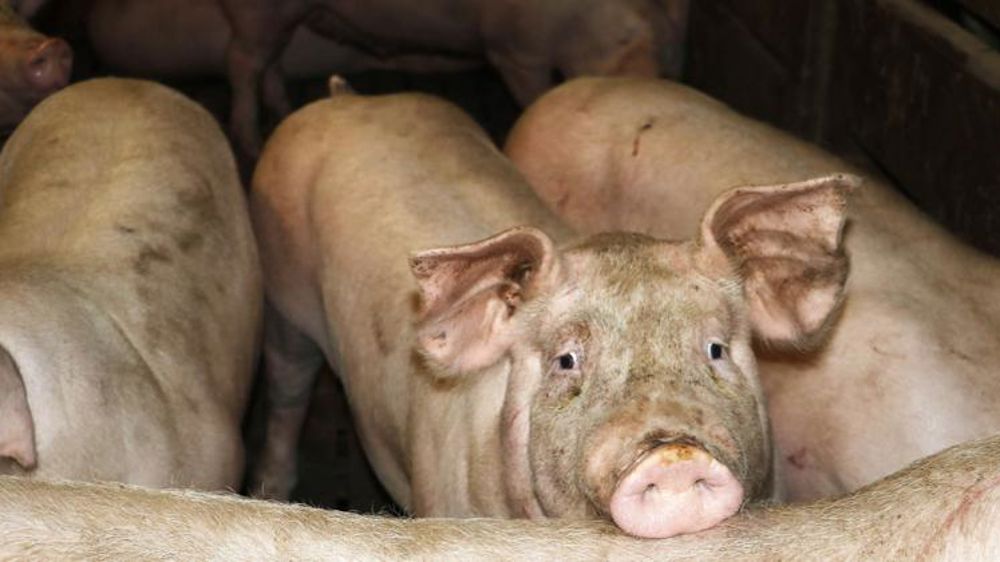 Le Covid-19 provoque des retards d’enlèvement des porcs