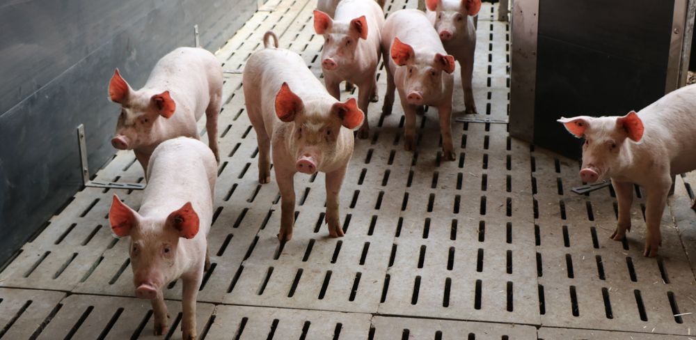 Le module de formation en ligne rappelle notamment les fondamentaux du bien-être animal, qui repose sur les cinq libertés