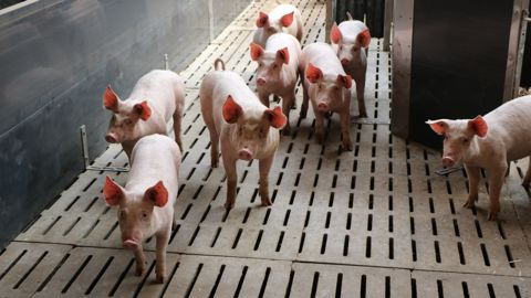 Le module de formation en ligne rappelle notamment les fondamentaux du bien-être animal, qui repose sur les cinq libertés Le module de formation en ligne rappelle notamment les fondamentaux du bien-être animal, qui repose sur les cinq libertés
