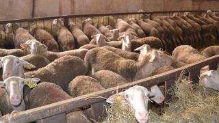 Réorganisation autour du lait de brebis Réorganisation autour du lait de brebis